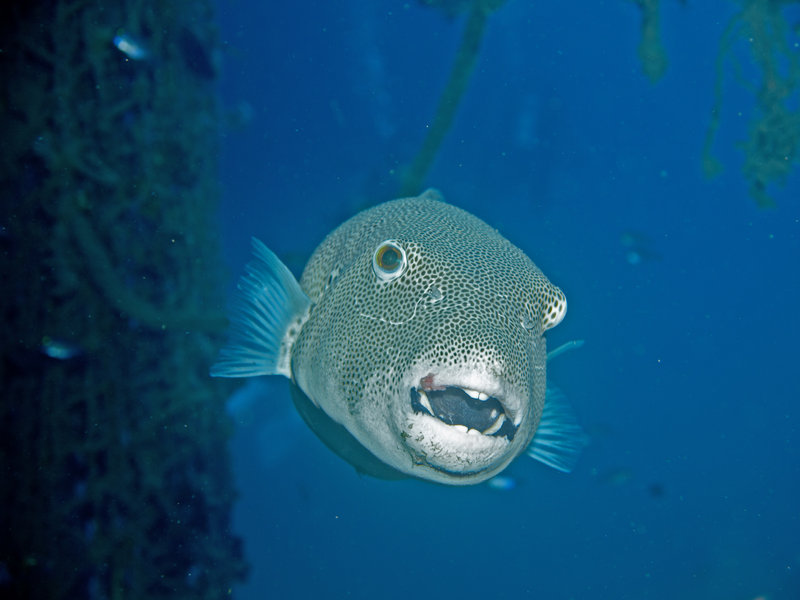 Puffer Fish